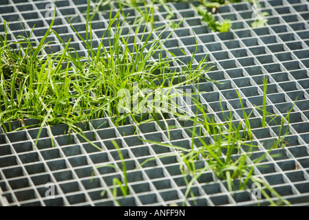 Grass wachsen durch Metallgitter Stockfoto