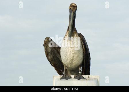 Juvenile brauner Pelikan (Pelecanus Occidentalis) Stockfoto