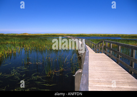 Wanderweg im Greenwich, Prince Edward Island National Park, Kanada Stockfoto