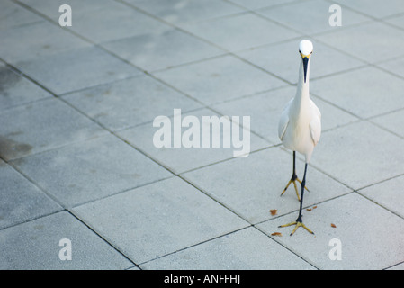 Snowy Silberreiher (Egretta unaufger) zu Fuß auf Fliesenboden Stockfoto