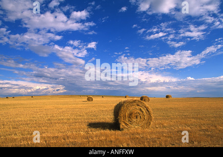 Rundballen Stroh im Feld, Beverly, Saskatchewan, Kanada Stockfoto