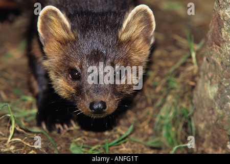 Baummarder (Martes Americana) oder amerikanische Zobel, Kanada Stockfoto