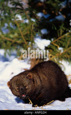 Fisher (Martes Pennanti), Kanada Stockfoto