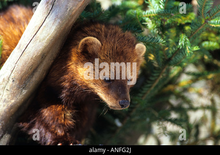 Fisher (Martes Pennanti), Kanada Stockfoto