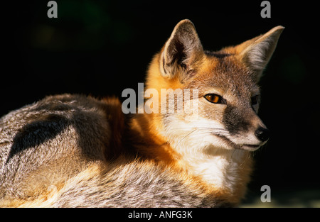 Porträt eines Swift-Fuchs (Vulpes Velox), Kanada Stockfoto