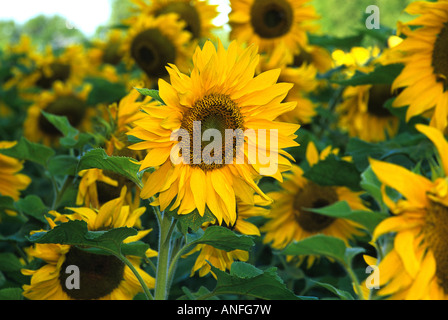 (Helianthus Annuus) Sonnenblumen, Kanada Stockfoto