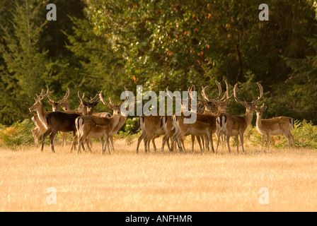 Damhirsch (Cervus Dama), eine exotische Tierarten auf Sidney Insel, Gulf-Islands-Nationalpark, british Columbia, Kanada. Stockfoto