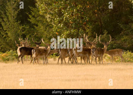 Damhirsch (Cervus Dama), eine exotische Tierarten auf Sidney Insel, Gulf-Islands-Nationalpark, british Columbia, Kanada. Stockfoto