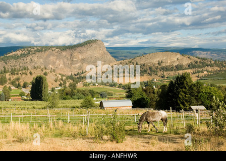 Ein Pferd grast unter Riesen Kopf Berg, mit Blick auf Obst- und Weingärten in Summerland, Thompson-Okanagan, Britisch-Kolumbien Stockfoto