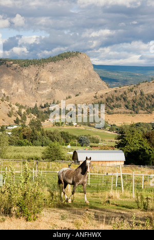 Ein Pferd grast unter Riesen Kopf Berg, mit Blick auf Obst- und Weingärten in Summerland, Thompson-Okanagan, Britisch-Kolumbien Stockfoto