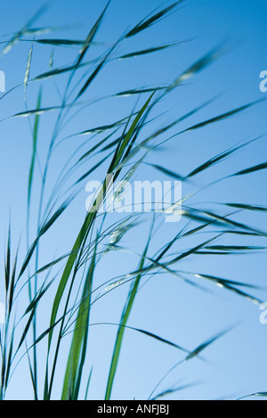 Hohe Gräser gegen blauen Himmel Stockfoto