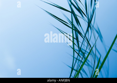 Hohe Gräser gegen blauen Himmel Stockfoto