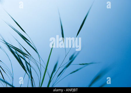 Hohe Gräser gegen blauen Himmel Stockfoto