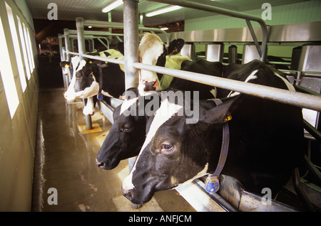 Holstein Kühe im Stall gemolken mit automatisierten Mitteln am Mittag, Courtenay, Vancouver Island. British Columbia Kanada. Stockfoto