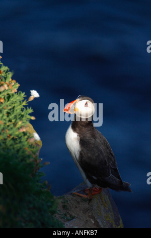 Papageitaucher Papageitaucher Fratercula Arctica Stockfoto