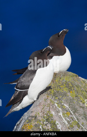 Tordalken Alca Torda 2 auf Felsen im Sonnenschein im Sommer gegen Meer Saltee Inseln County Wexford Ireland EU Stockfoto