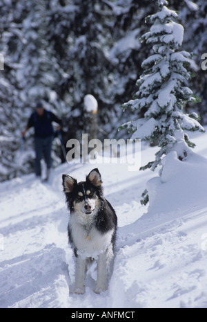 Hund und Skifahrer Vorspiel Weißenberger Königin hinter Wildwasser-Skigebiet, Nelson, British Columbia, Kanada. Stockfoto