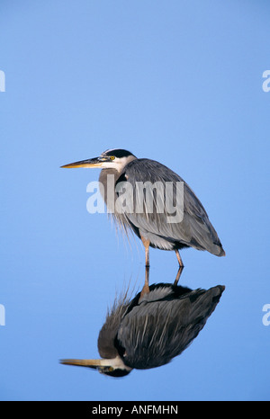 Great Blue Heron (Ardea Herodias) Reflexion in noch blaues Wasser, Kanada. Stockfoto