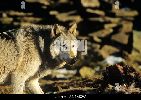 Ein grau oder Timberwolf, Kanada. Stockfoto