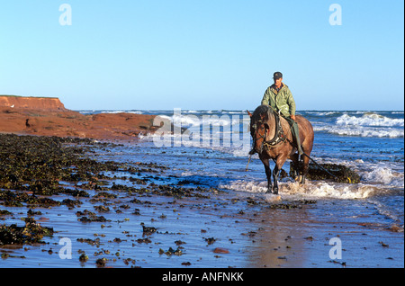 Ernten Irisch Moos am Cavendish Beach, Prince Edward Island National Park, Kanada. Stockfoto