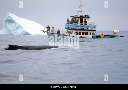 Eisberge und Whale watching Boot, Witless Bay ökologische Reserve, Neufundland, Kanada Stockfoto