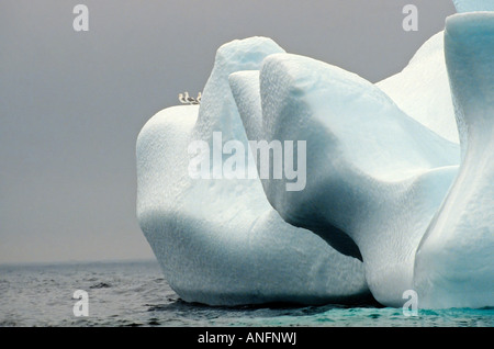 Silbermöwen thront auf Eisberg, Witless Bay Ecological Reserve, Neufundland, Kanada Stockfoto