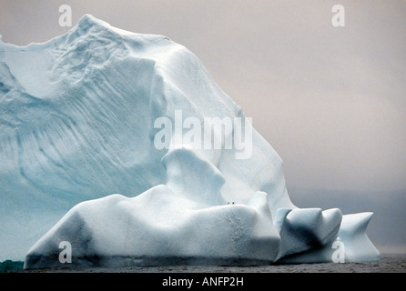 Silbermöwen thront auf Eisberg, Witless Bay Ecological Reserve, Neufundland, Kanada Stockfoto