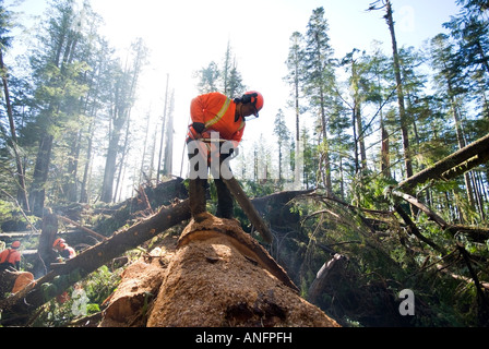 Eine Trail-Crew für die Quu'as West Coast Trail-Gruppe arbeitet an um der West Coast Trail von Bäumen zu löschen, die in den Stürmen des Dez fiel Stockfoto