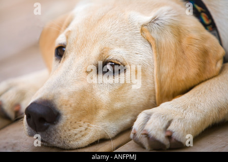 Vier Monate alten Labrador-Golden Retriever Welpe auf Ferienhaus Deck, Salt Spring Island, Britisch-Kolumbien, Kanada. Stockfoto