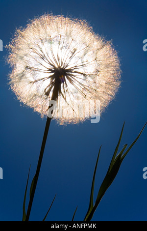 Goatsbeard Saatgut Kopf gegen blauen Himmel, der Okanagan, Britisch-Kolumbien, Kanada. Stockfoto