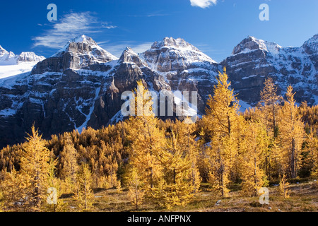 Lärchen und Berge in der Nähe von Moraine Lake, Alberta, Kanada. Stockfoto