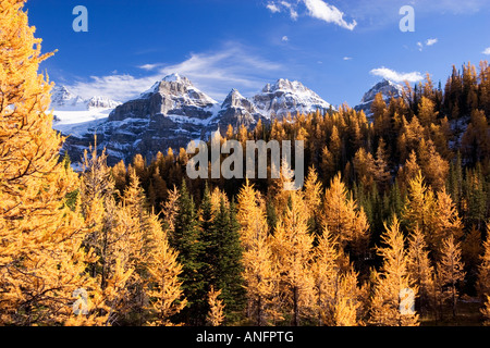 Lärchen und Berge in der Nähe von Moraine Lake, Alberta, Kanada. Stockfoto