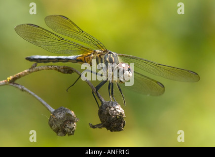 Blaue Libelle Dasher, Kanada Stockfoto