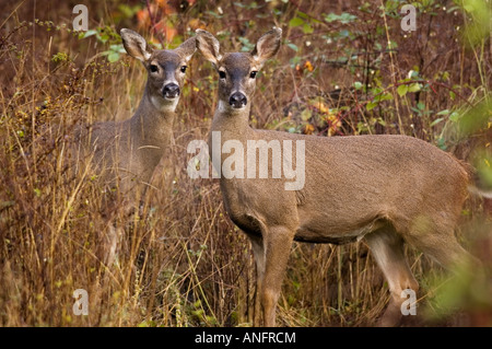 Mule Deer, Kanada Stockfoto