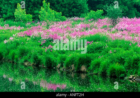 Phlox wächst entlang Speed River in der Nähe von Burlington, Ontario, Kanada. Stockfoto