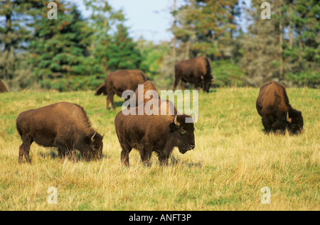 (Bison Bison) Büffel, Bisons grasen im Herbst, Kanada. Stockfoto