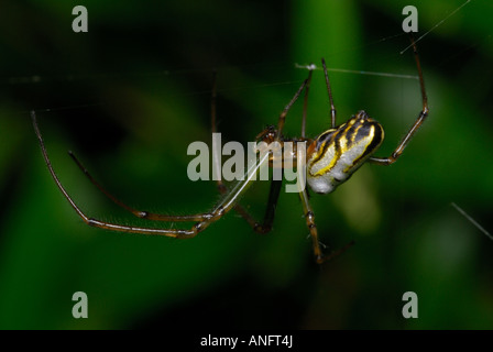 Eine Makroaufnahme einer kleinen australischen Spinne, hängen in einem Netz Stockfoto