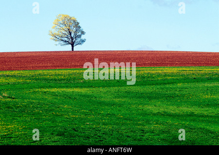 Einsamer Baum im Frühling-Feld in der Nähe von Sussex, New Brunswick, Kanada. Stockfoto