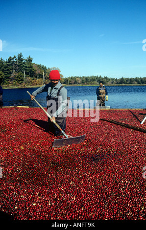 Ernte von Cranberries aus Moor, Kanada. Stockfoto