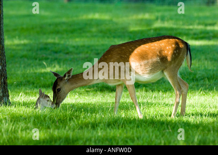 Doe Damhirsch Dama Dama mit Neugeborenes Rehkitz Dorset England UK Stockfoto