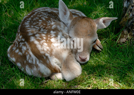 Damhirsch Dama Dama Neugeborene Rehkitz Dorset UK Stockfoto