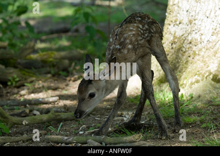 Neu geboren 1 Stunde alt Rothirsch Kalb Cervus elaphus Stockfoto