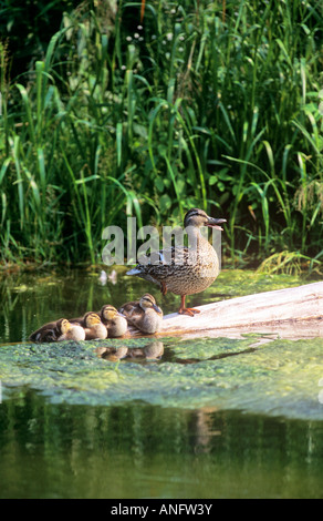 Weibliche Stockente (Anas Platyrhynchos) ruht auf Log mit Entchen, Kanada. Stockfoto