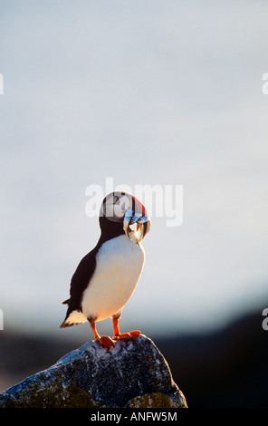 Papageitaucher (Fratercula Arctica) mit Lodde gefüllt Schnabel, Kanada. Stockfoto