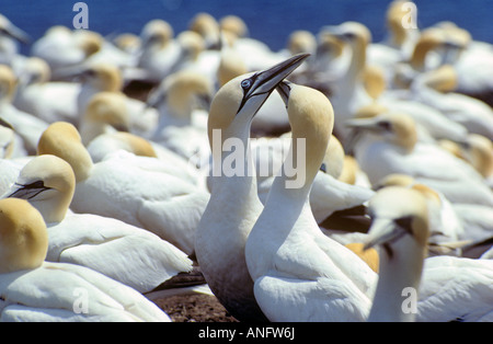 Basstölpel (Morus Bassanus) umwerben, Bonaventure Island Gaspe, Quebec, Kanada. Stockfoto