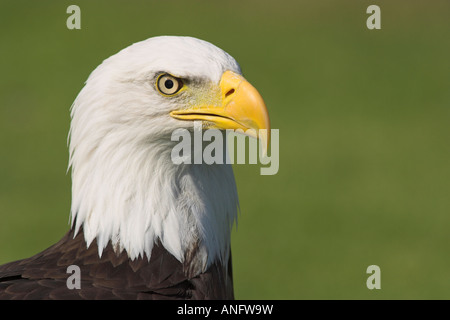 Weißkopf-Seeadler Headshot, Britisch-Kolumbien, Kanada. Stockfoto