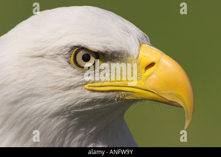 Weißkopf-Seeadler Kopf Detail, Britisch-Kolumbien, Kanada. Stockfoto