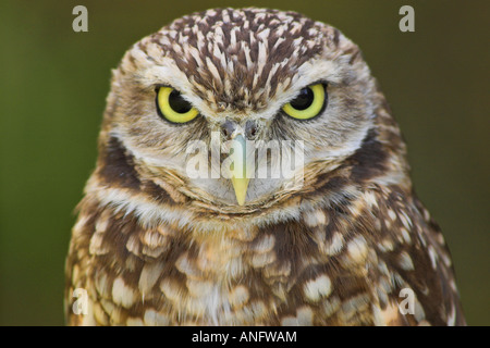 Kanincheneule Kopf Detail, Britisch-Kolumbien, Kanada. Stockfoto
