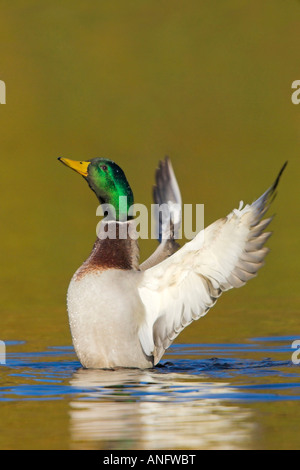 Männliche Stockente unter Flug, Britisch-Kolumbien, Kanada. Stockfoto