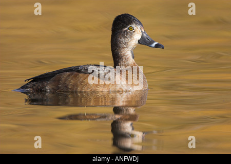 Weibliche Ring – Necked Duck, British Columbia, Kanada. Stockfoto